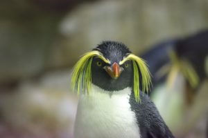 rockhopper penguin happy feet