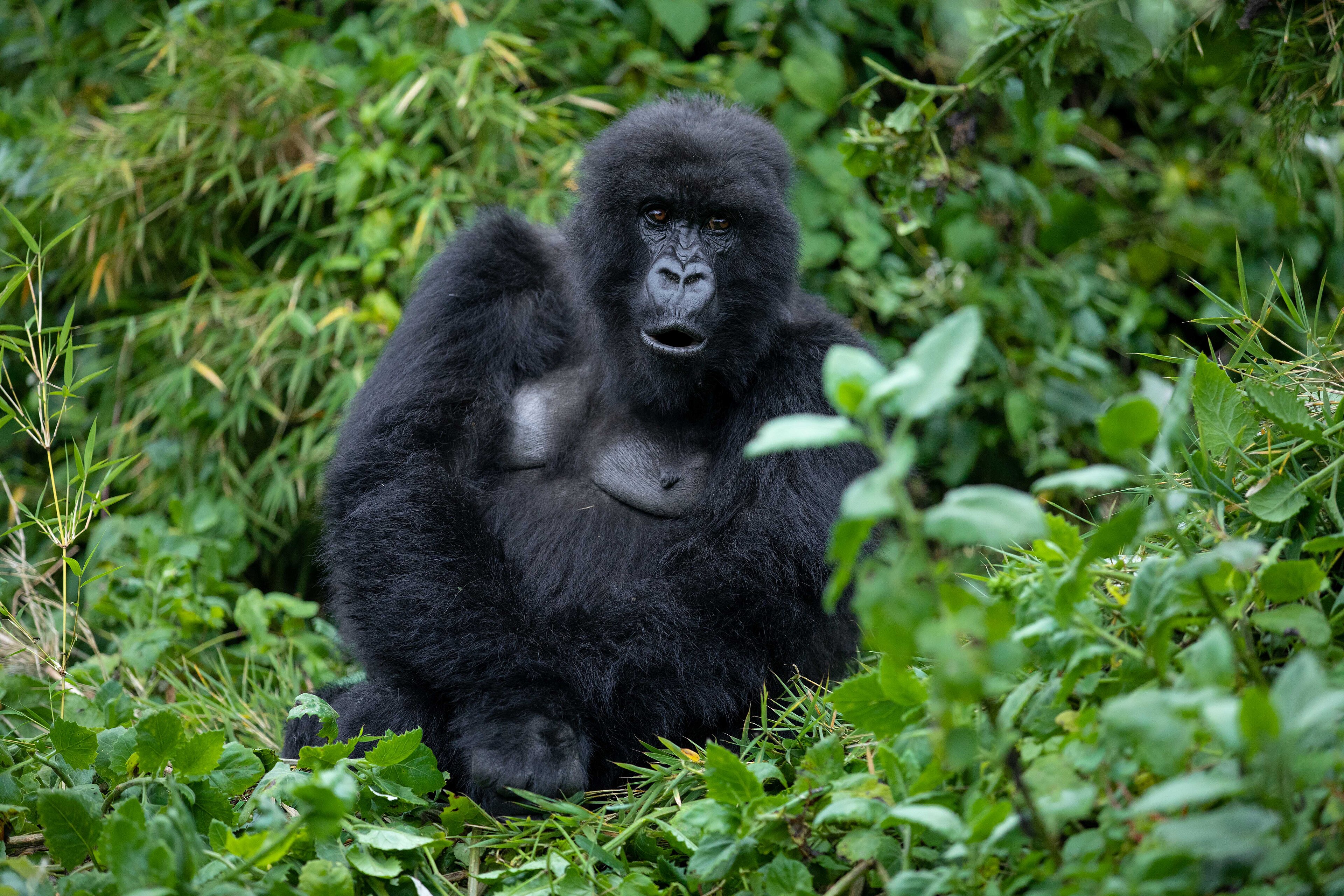 Rwanda