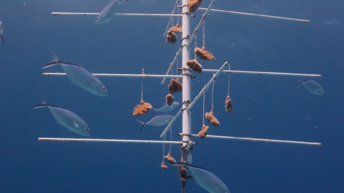 The Cruise Line Breeding "Super Coral" and Other Good News for World Oceans Day