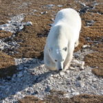 Polar Bear in Churchill