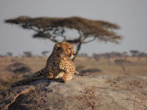 namiri-plains-cheetah